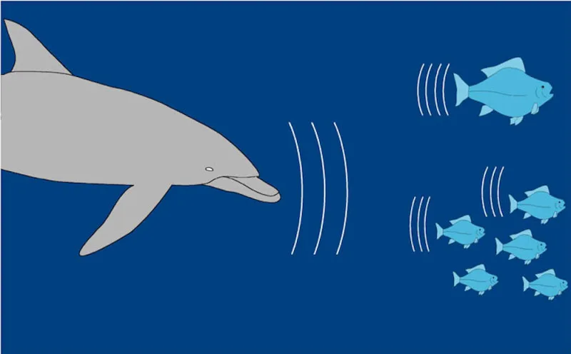 Dolphin Echolocation: How Do Dolphins Perceive Their Environment?