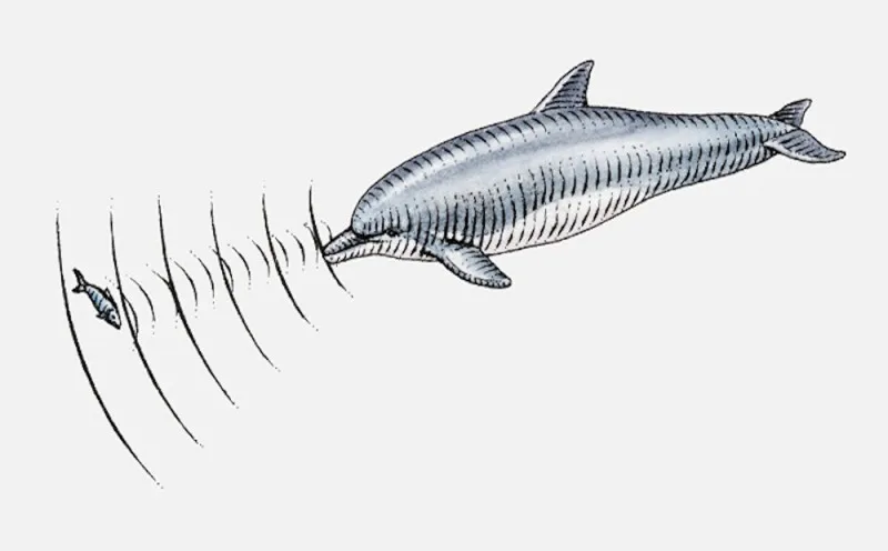 Que frequências é que os golfinhos conseguem ouvir? Sistema Auditivo e Perceção Acústica