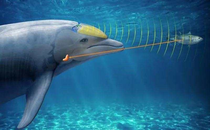 Teknisk infografikk som viser delfiners ekkolokaliseringssignaler